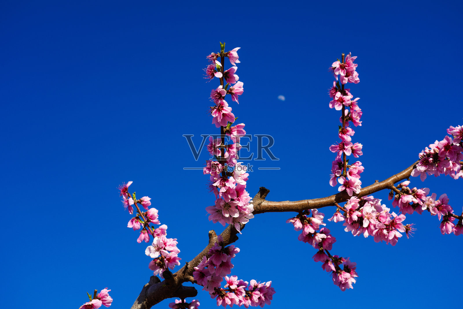 西班牙穆尔西亚地区Mirador El Horno的Cieza的桃花照片摄影图片
