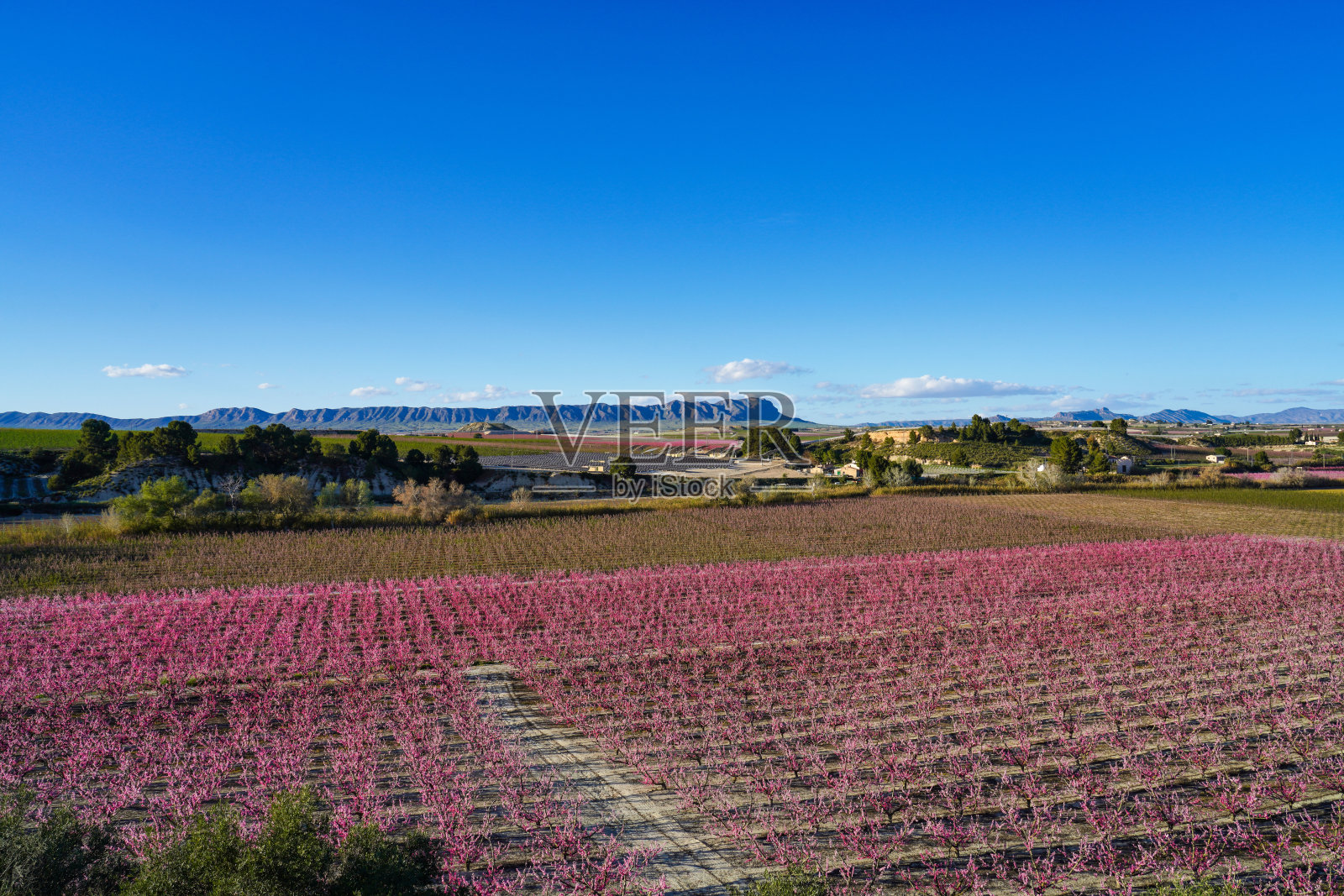 西班牙穆尔西亚地区Cieza La Torre的桃花照片摄影图片