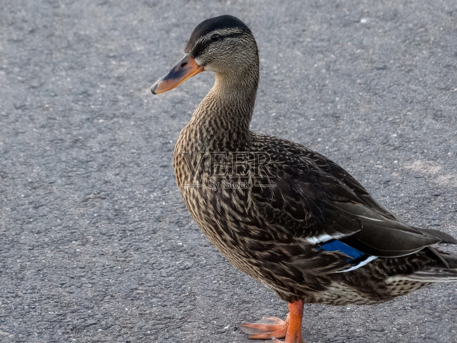 女性野鸭照片摄影图片
