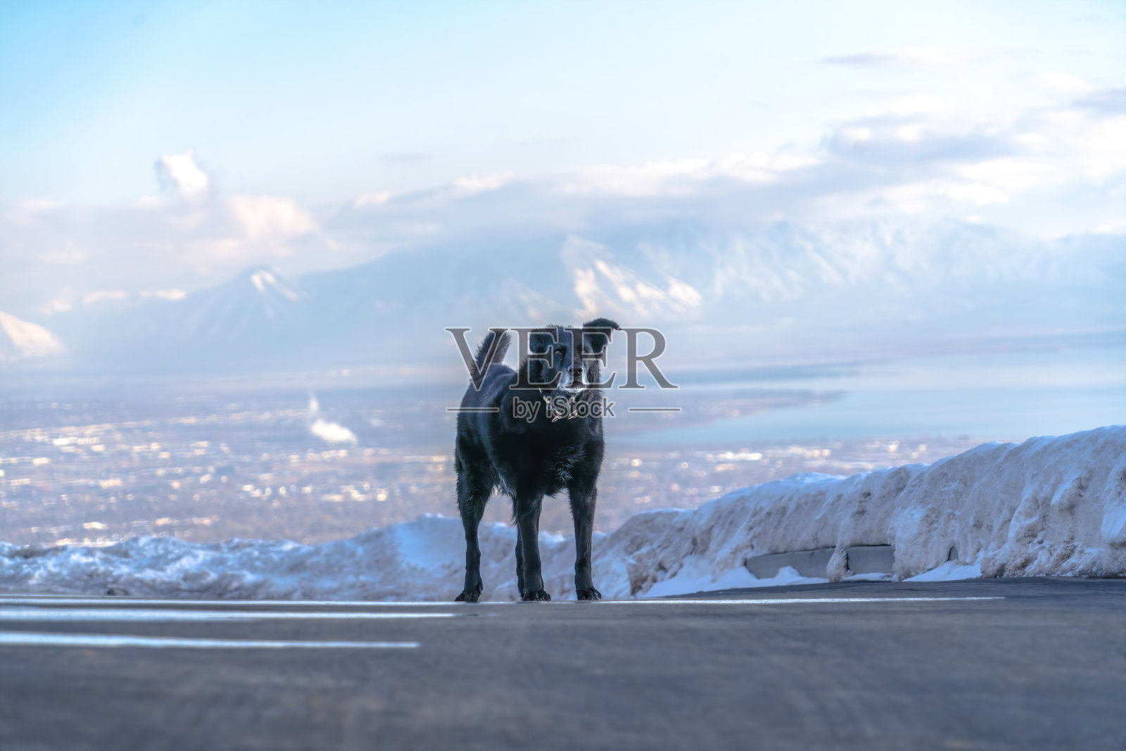 黑狗站在马路上，背靠遥远的瓦萨奇山和多云的天空照片摄影图片