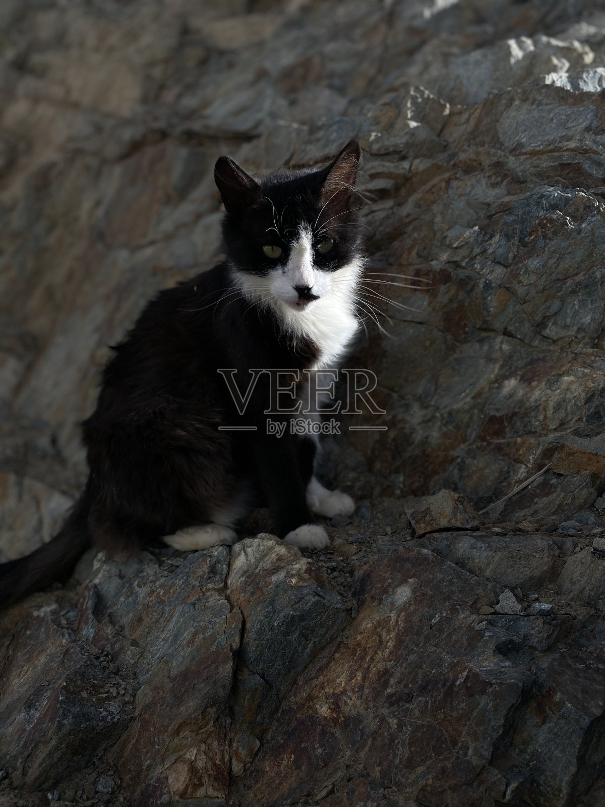 猫照片摄影图片