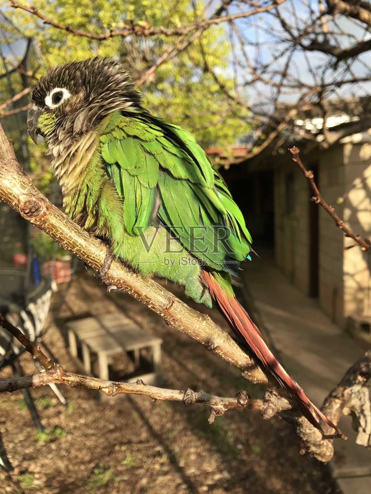 绿色照片摄影图片