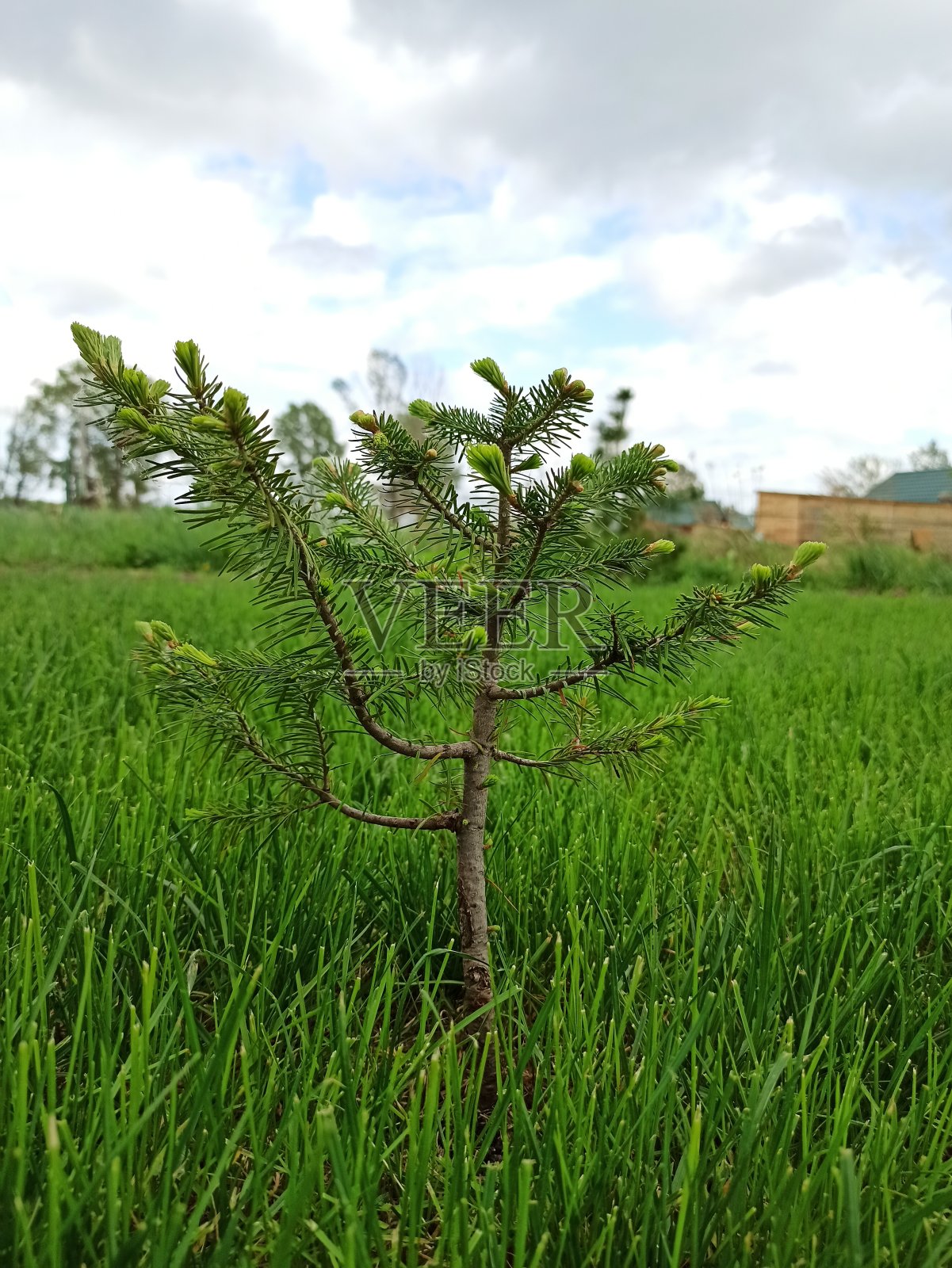 幼树生长在花园里照片摄影图片