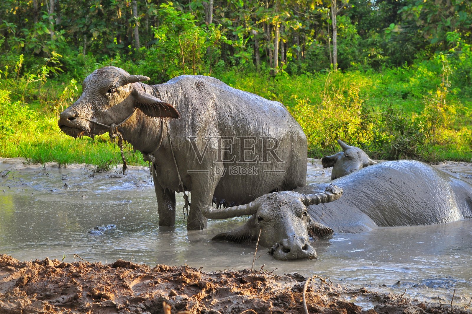 水牛在泥坑里洗澡照片摄影图片