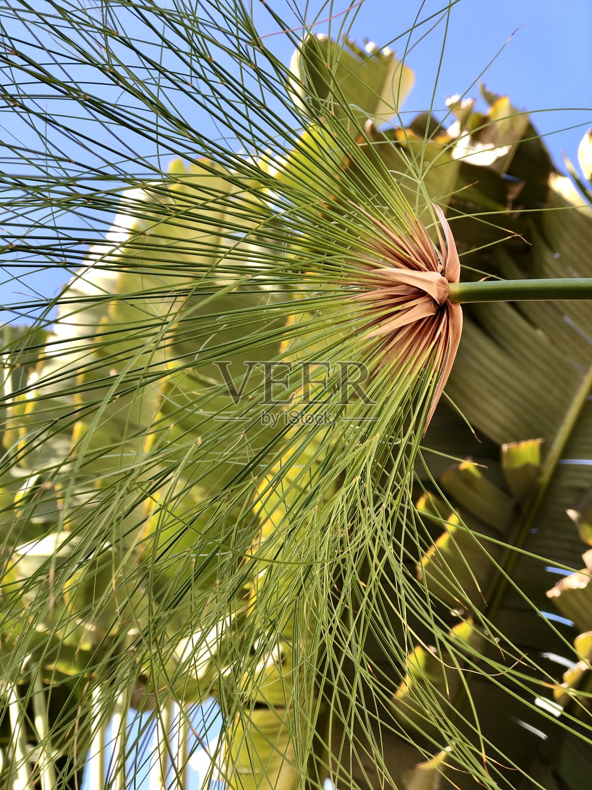 莎草纸莎草照片摄影图片