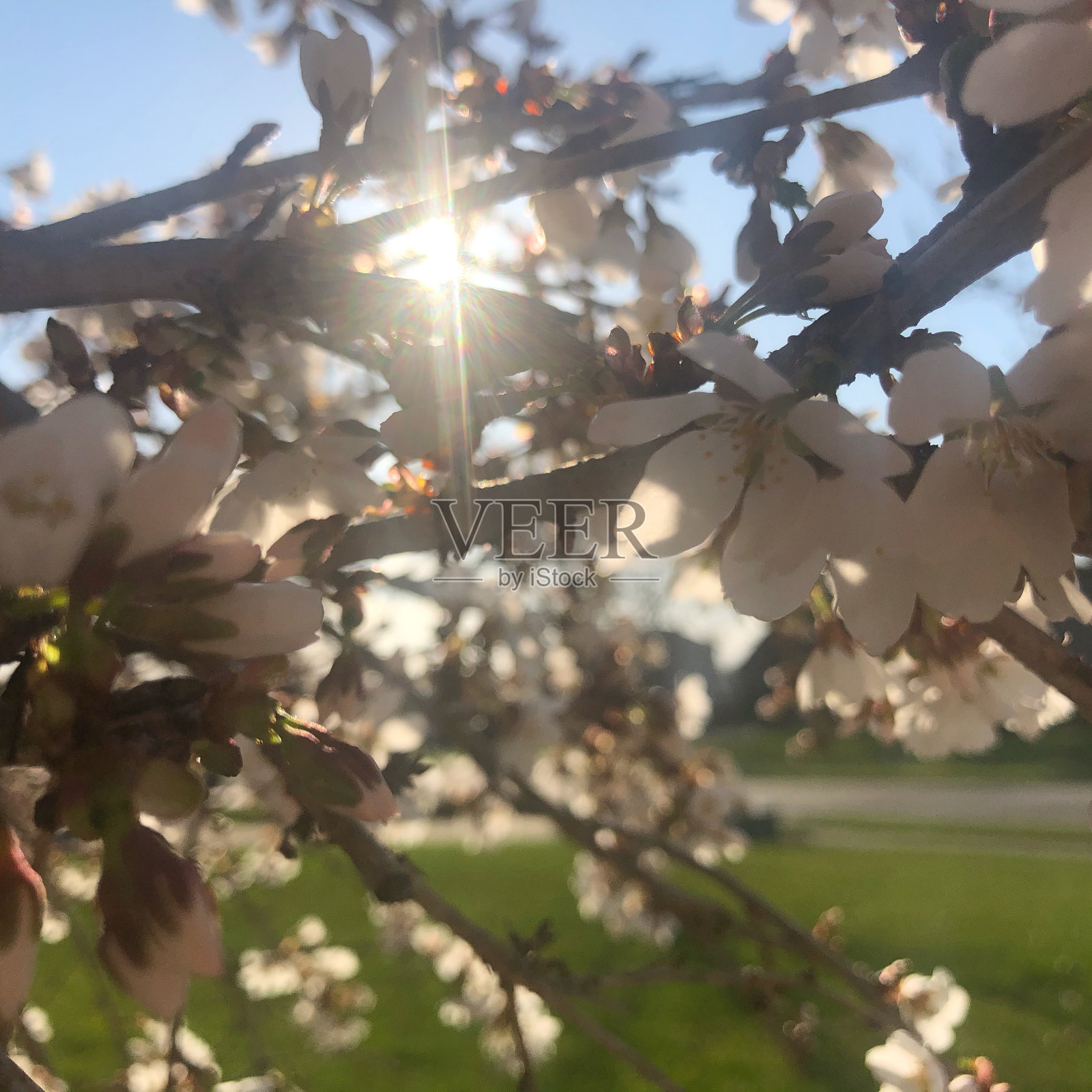 幸福的春天的早晨照片摄影图片