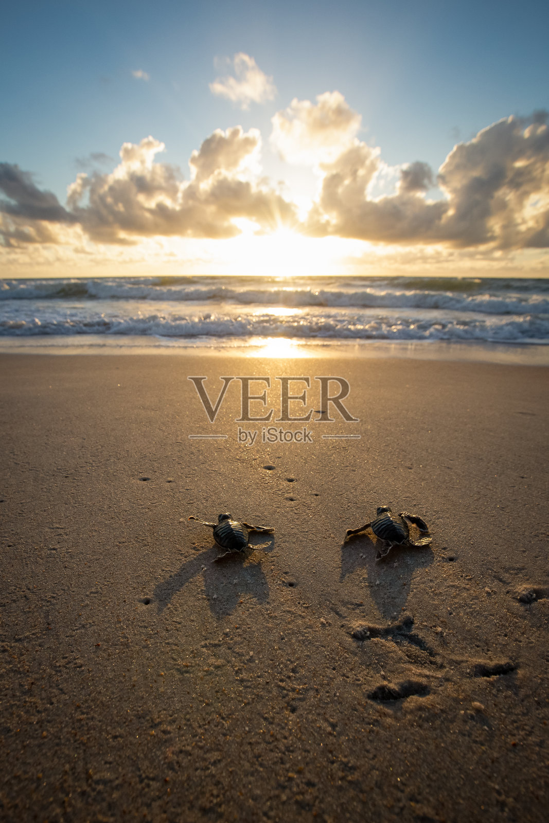 在佛罗里达的海滩上，小海龟第一次下水照片摄影图片