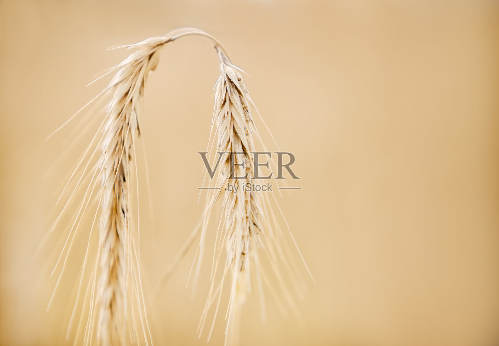 田野里的麦穗照片摄影图片