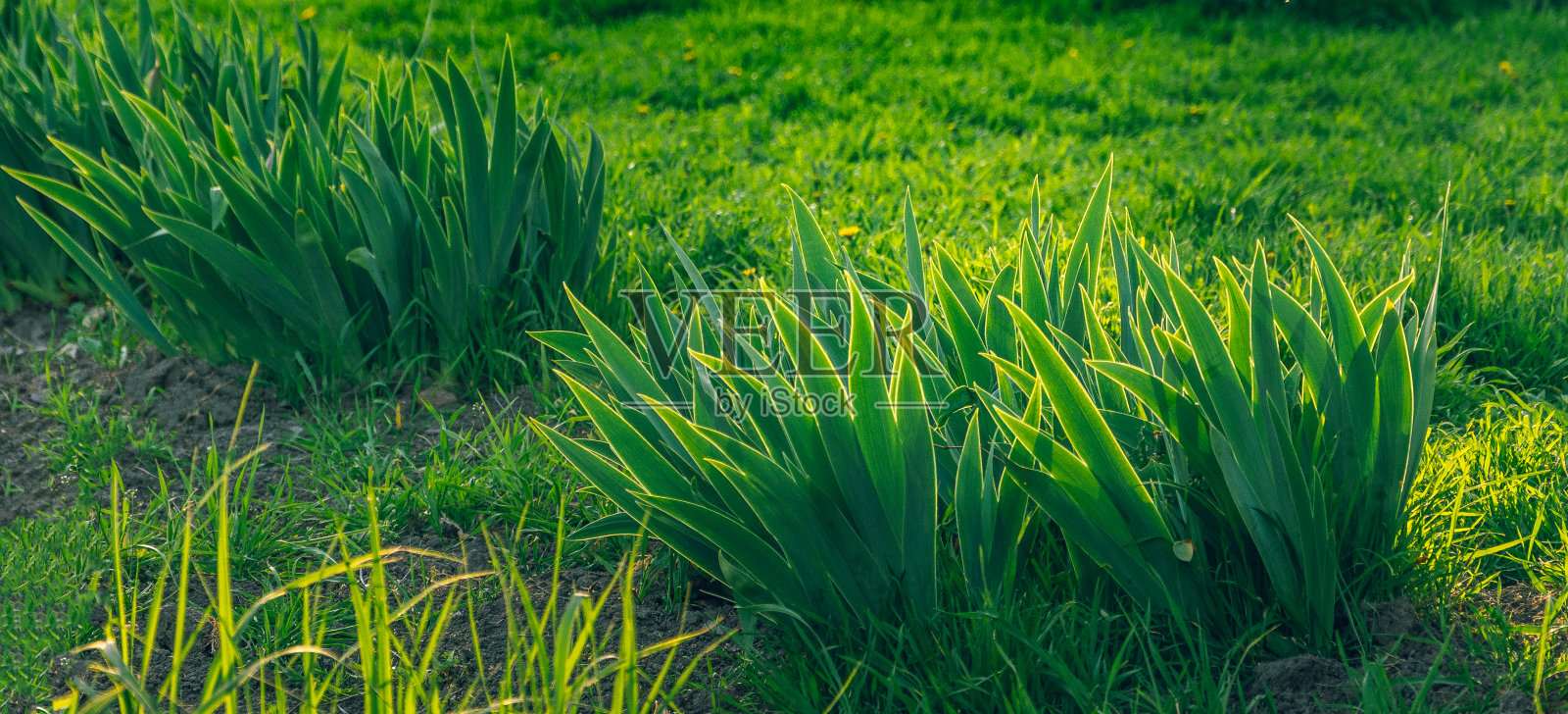 自然之美照片摄影图片