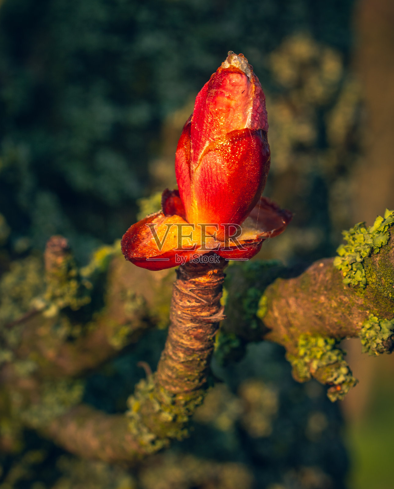 自然之美照片摄影图片