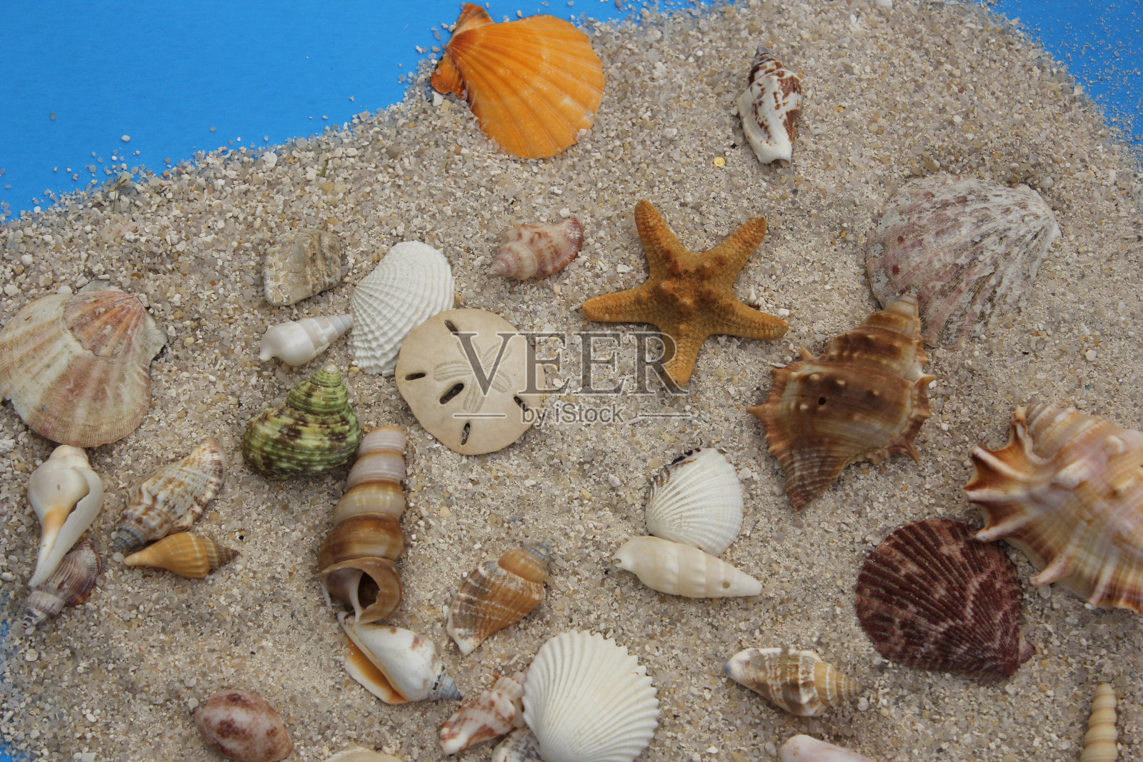 海边的贝壳和沙子照片摄影图片