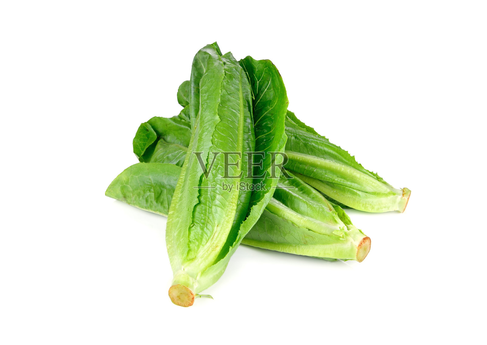 新鲜的婴儿因为(生菜)在白色的背景照片摄影图片