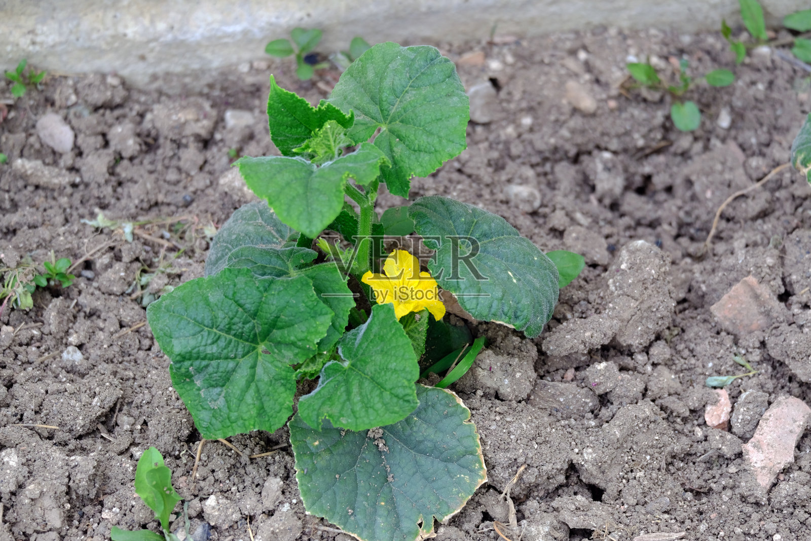 黄瓜在花园里开始成熟，开花的黄瓜在爱好花园里种植，照片摄影图片