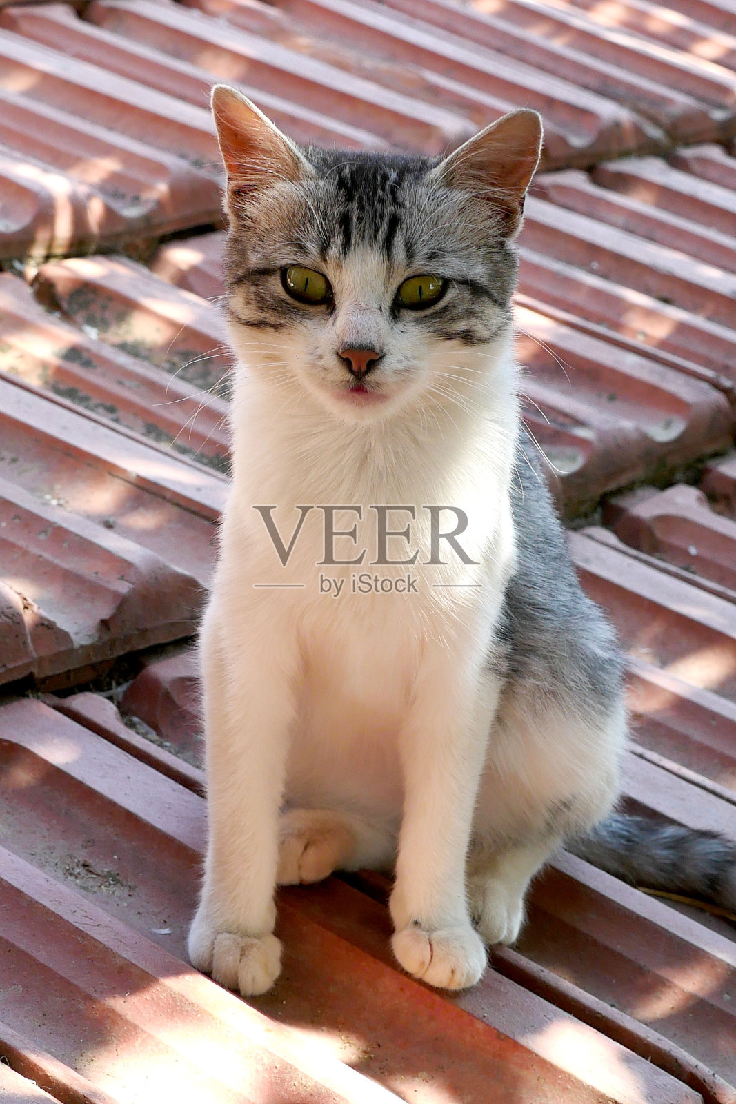 流浪猫，特写猫的肖像，特写漂亮可爱的大眼睛猫，照片摄影图片