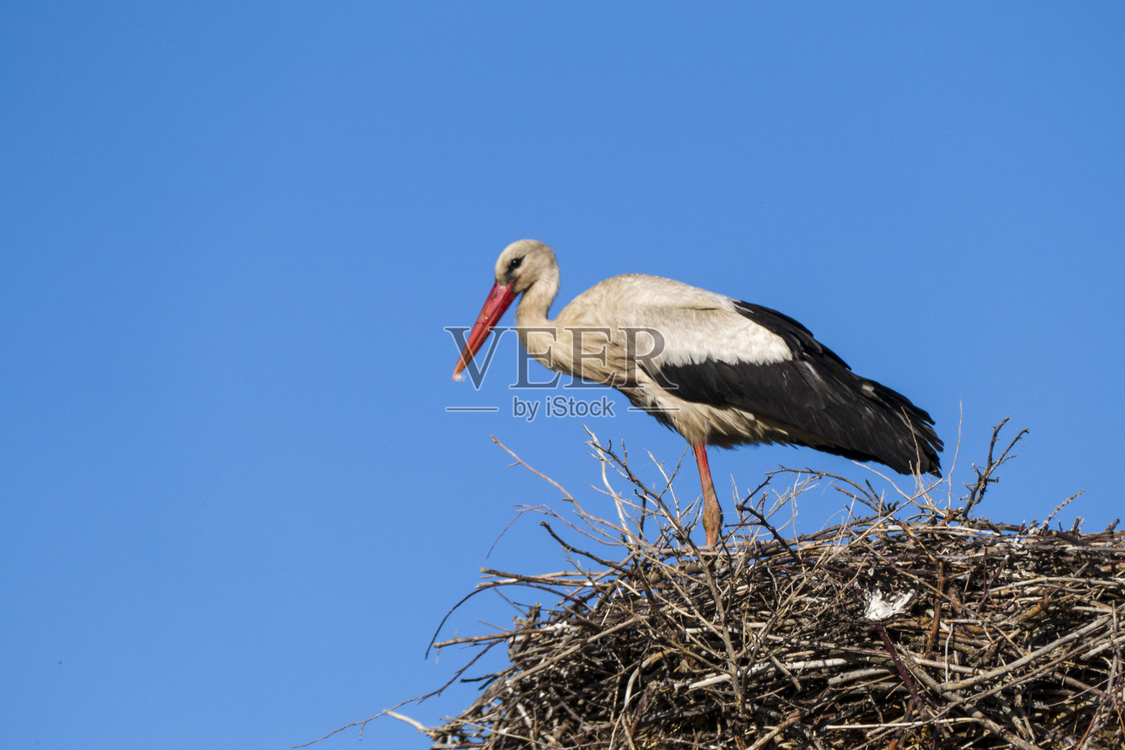 一只鹳在巢中等待着他的妻子，蓝天和一个鹳巢，自然的鹳巢，照片摄影图片