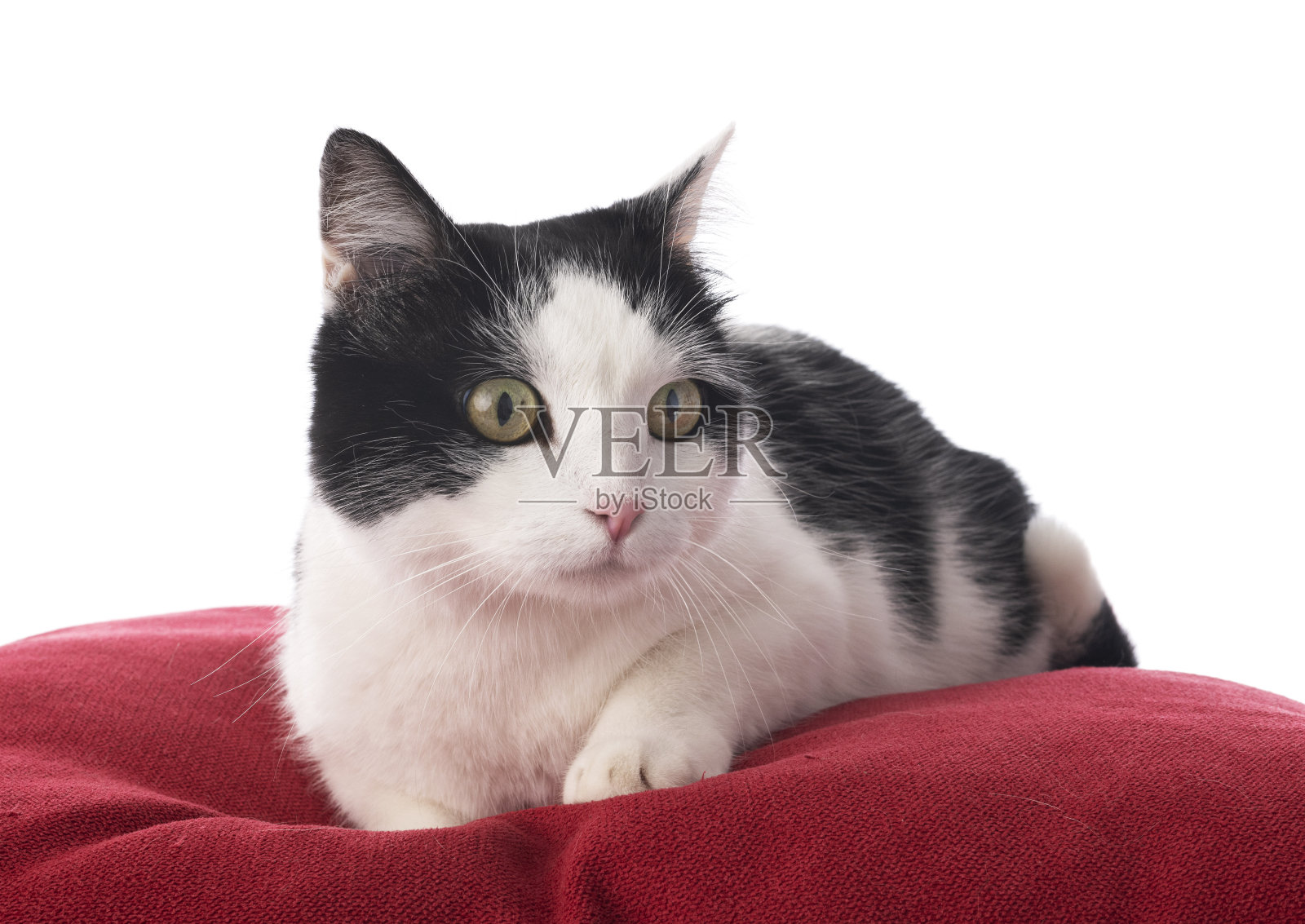 只流浪猫照片摄影图片