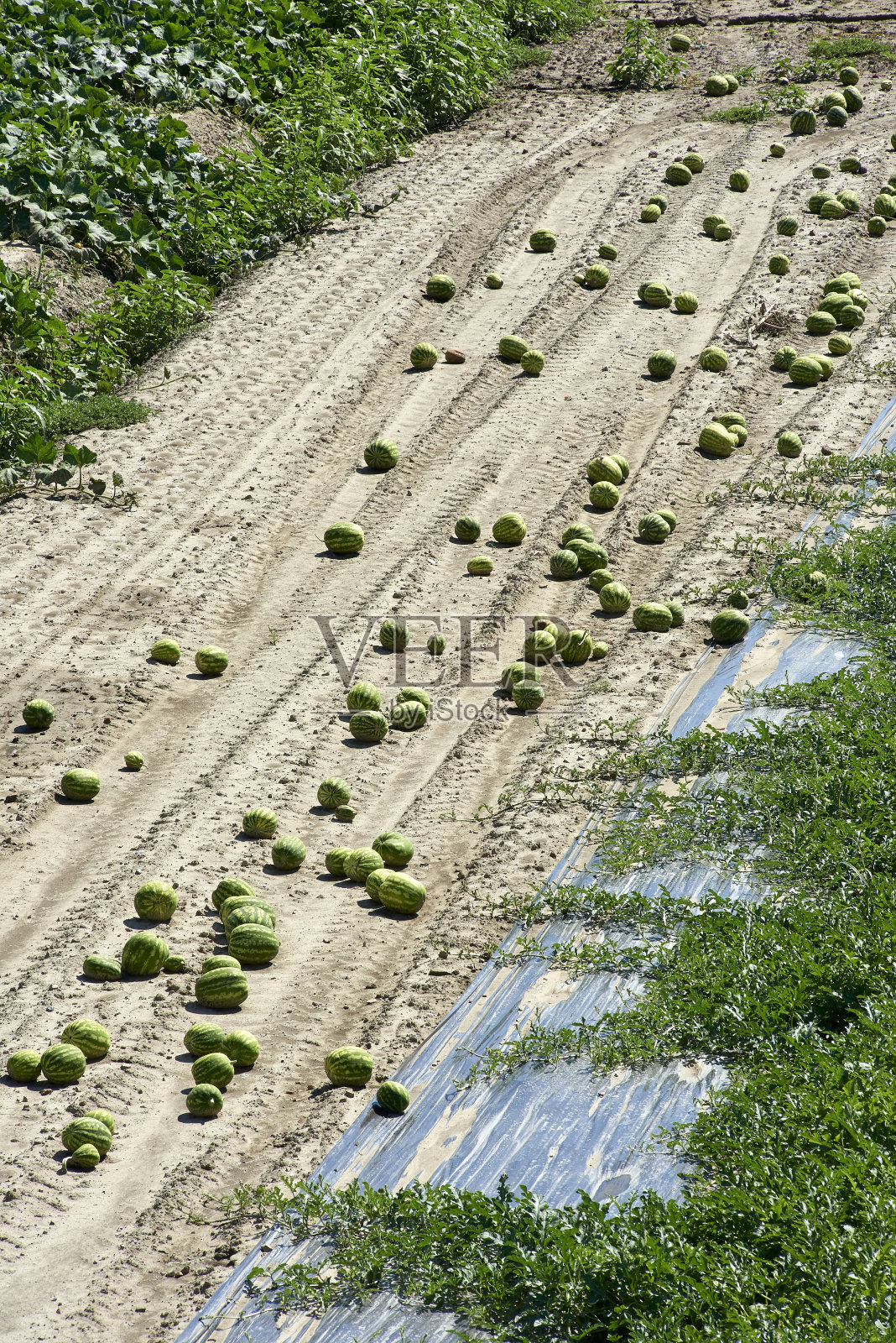 西瓜照片摄影图片