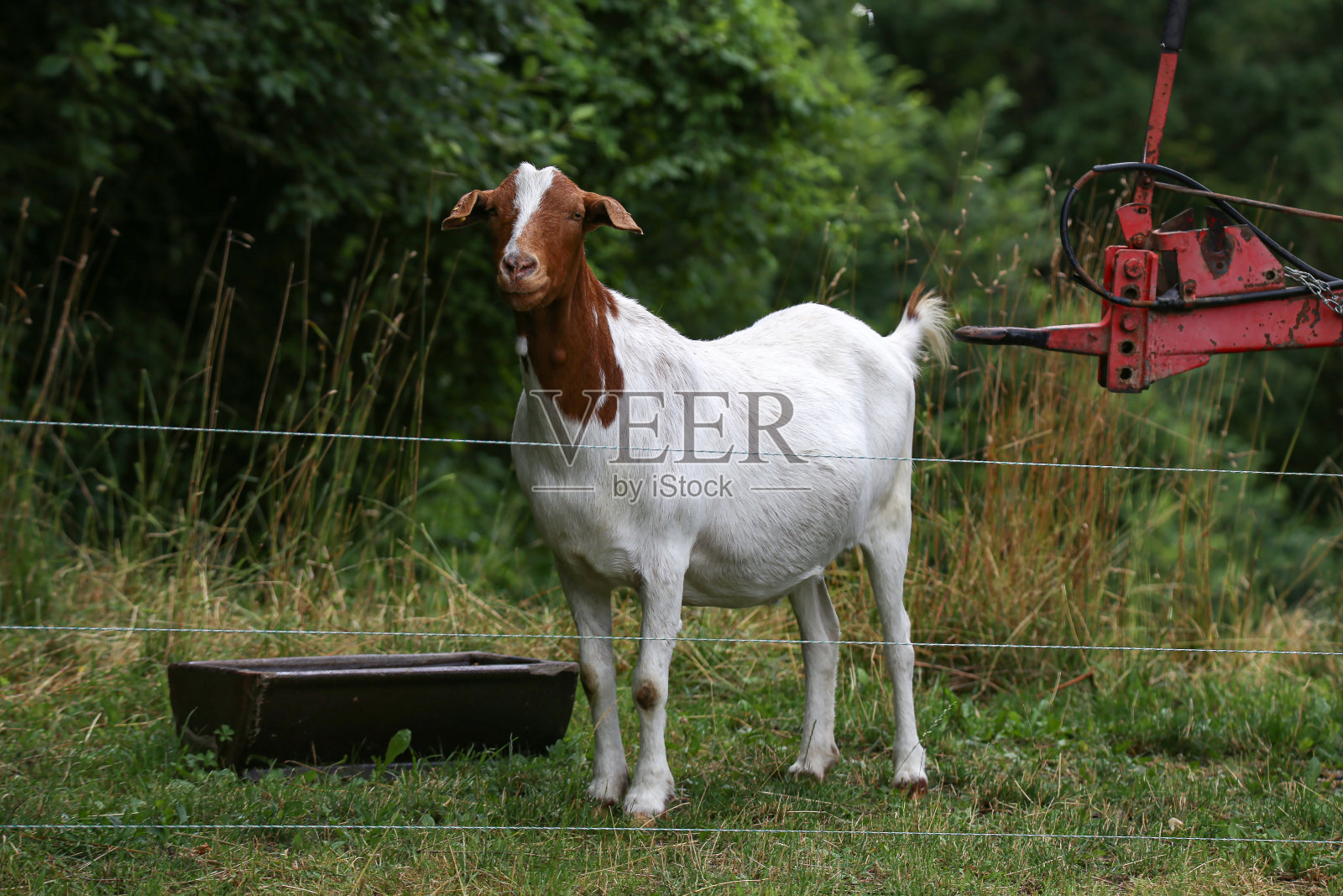一只白山羊站在农场的院子里照片摄影图片