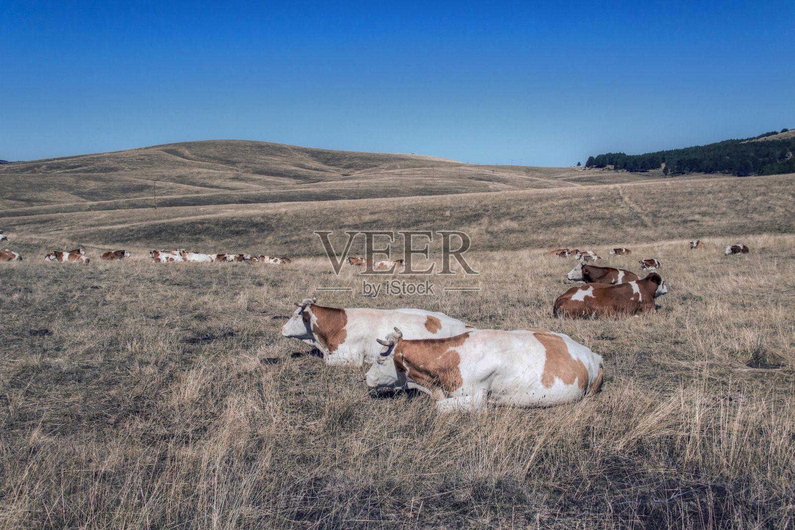 奶牛躺在地里反刍照片摄影图片