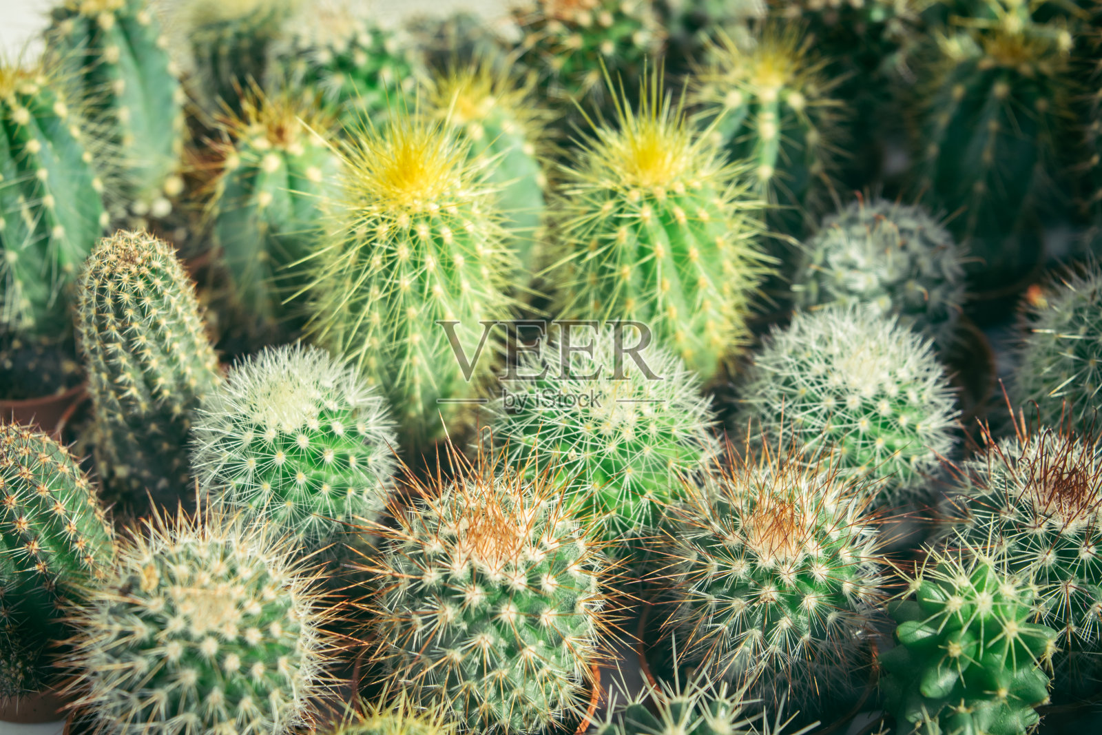 微型仙人掌照片摄影图片