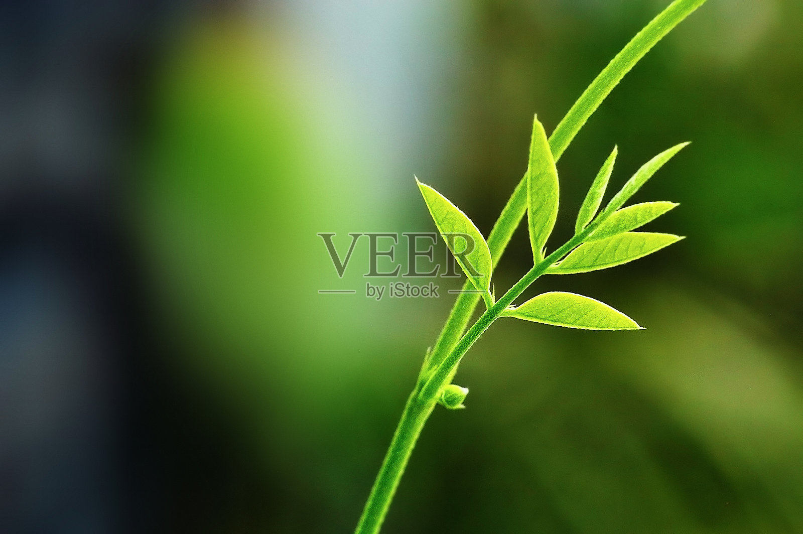 蔬菜的幼苗。照片摄影图片