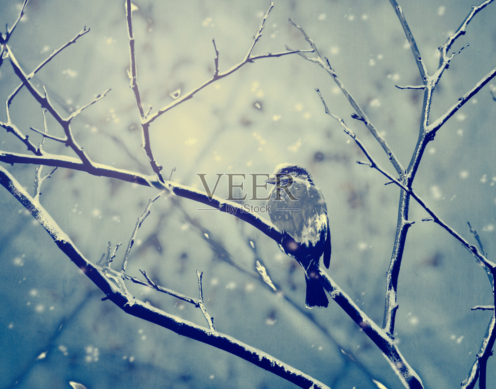 小麻雀在覆盖着雪的早午餐上照片摄影图片