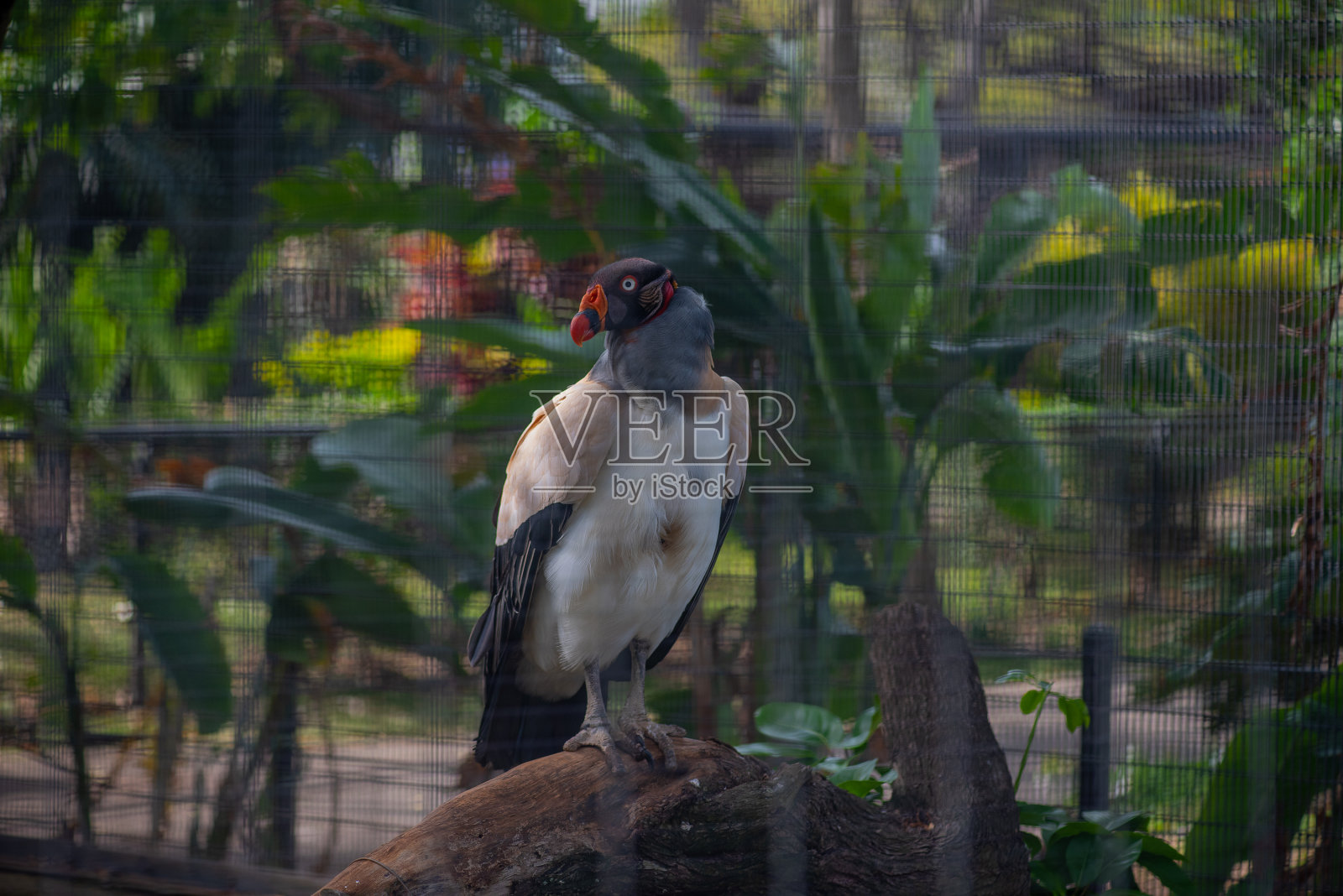 夏威夷照片摄影图片
