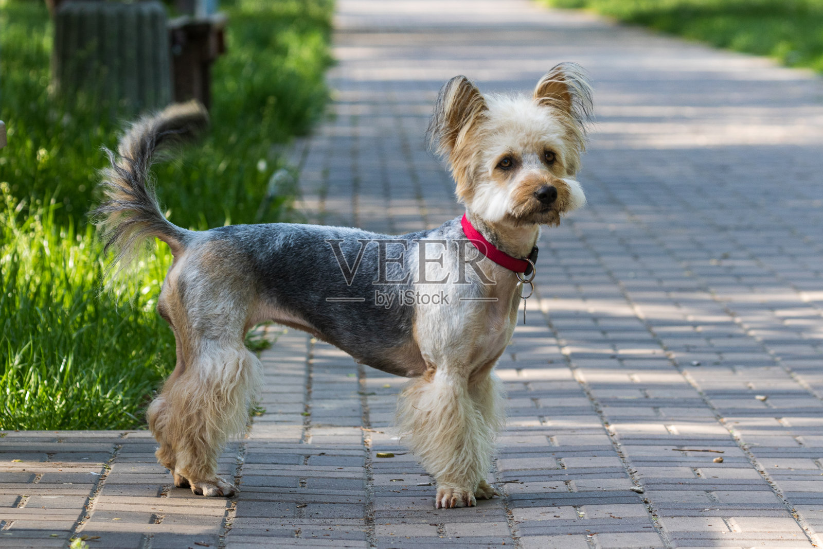 一只带着红项圈的可爱狗边走边看摄影师。这条狗是从一个收留无家可归动物的狗舍带回家的。照片摄影图片