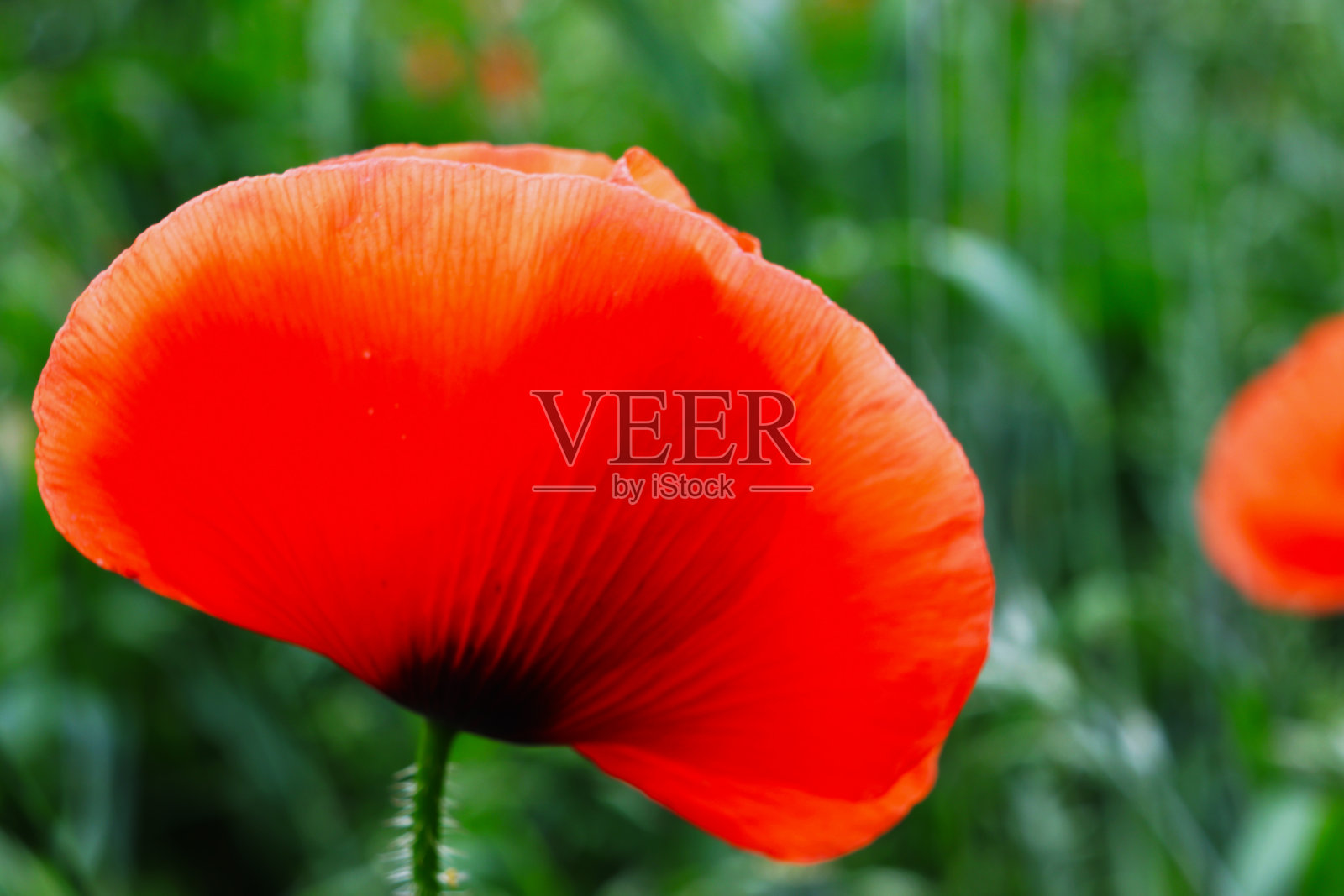 在夏天的花园里，红花在绿草的背景上照片摄影图片