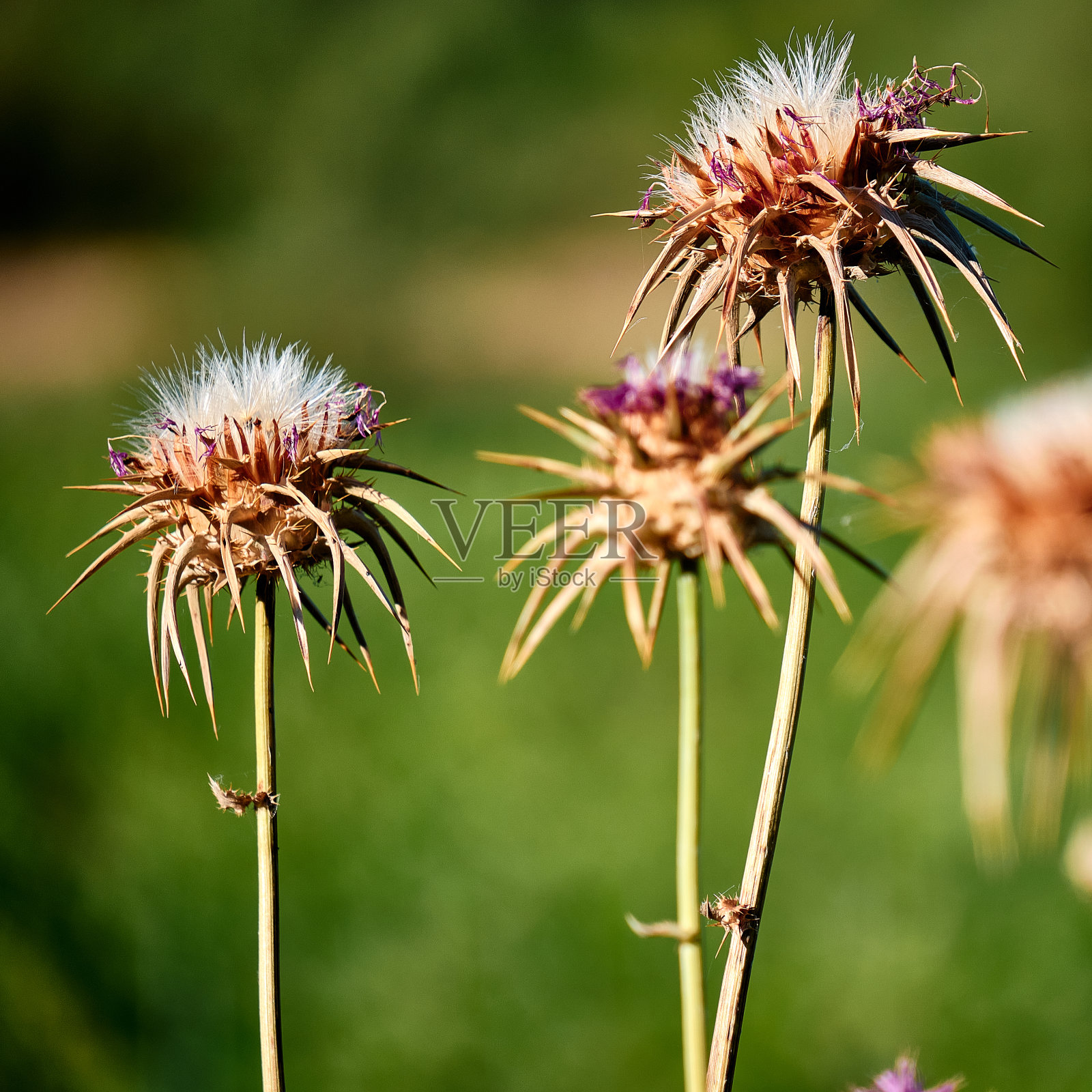 蓟花的头照片摄影图片