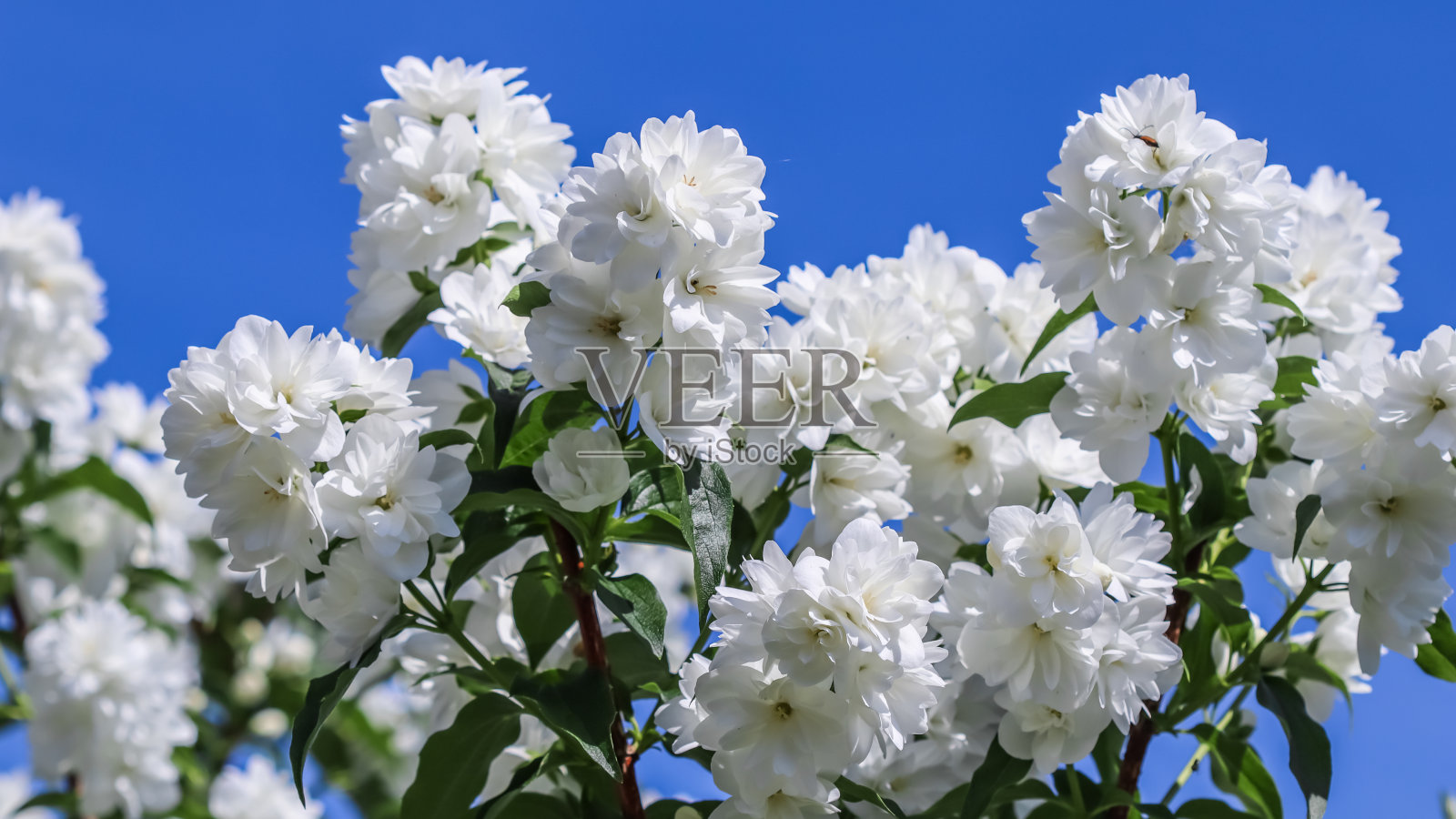 蓝色的天空映衬着花园里白色的毛巾花照片摄影图片