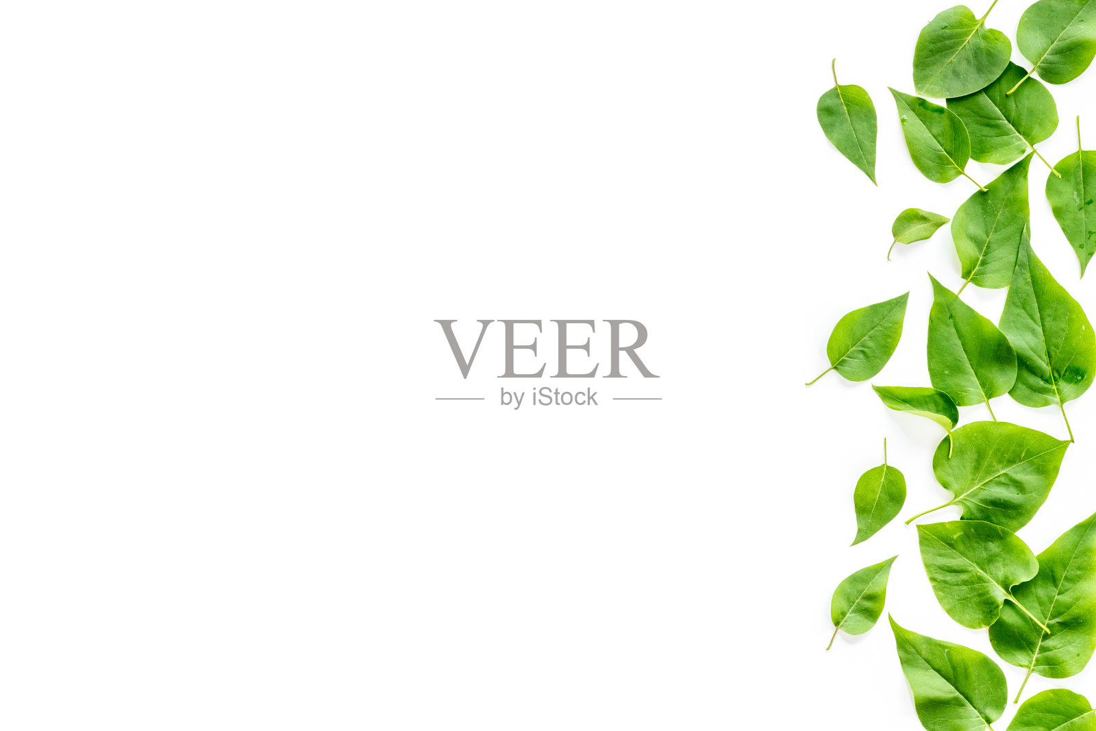 绿色的叶子背景以上的观点。走出绿色的叶子照片摄影图片