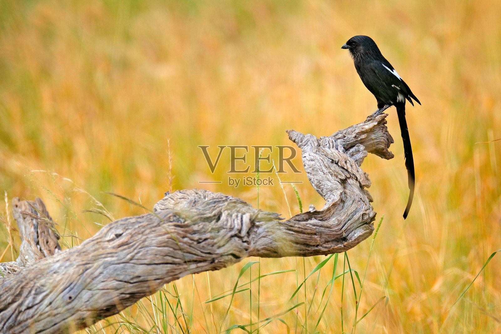 喜鹊伯劳鸟，一种坐在热带大草原树干上的非洲长尾鸟。黑伯劳在草地栖息地，来自自然的野生动物场景，克鲁格NP，南非。照片摄影图片