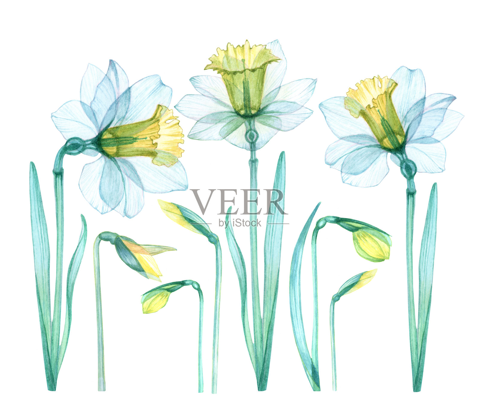 的水仙花插画图片素材