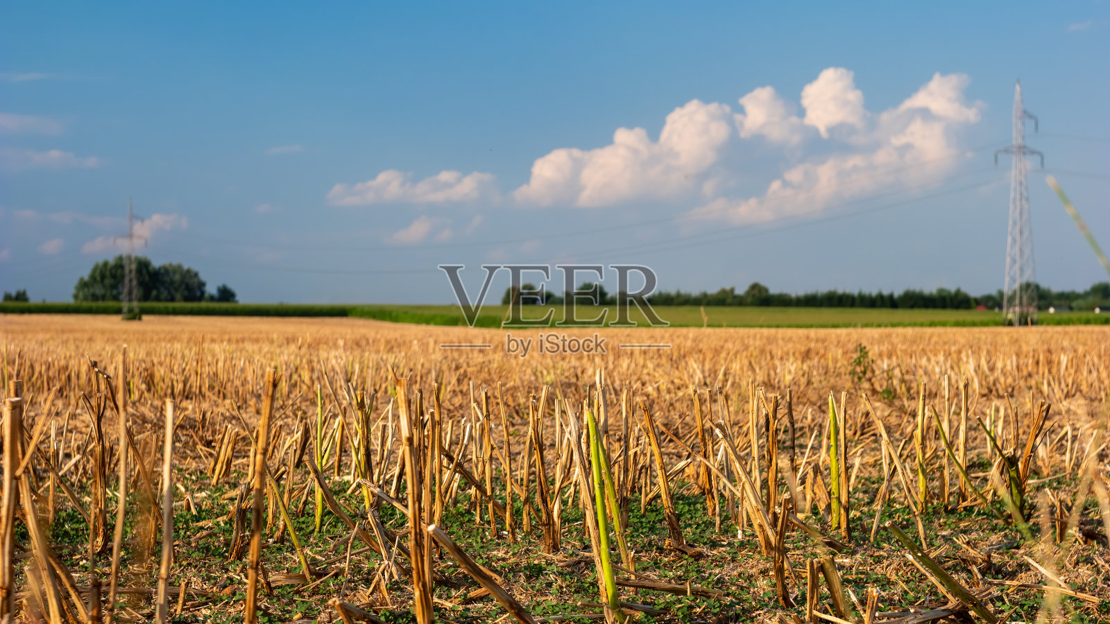 收割结束后的麦田。照片摄影图片