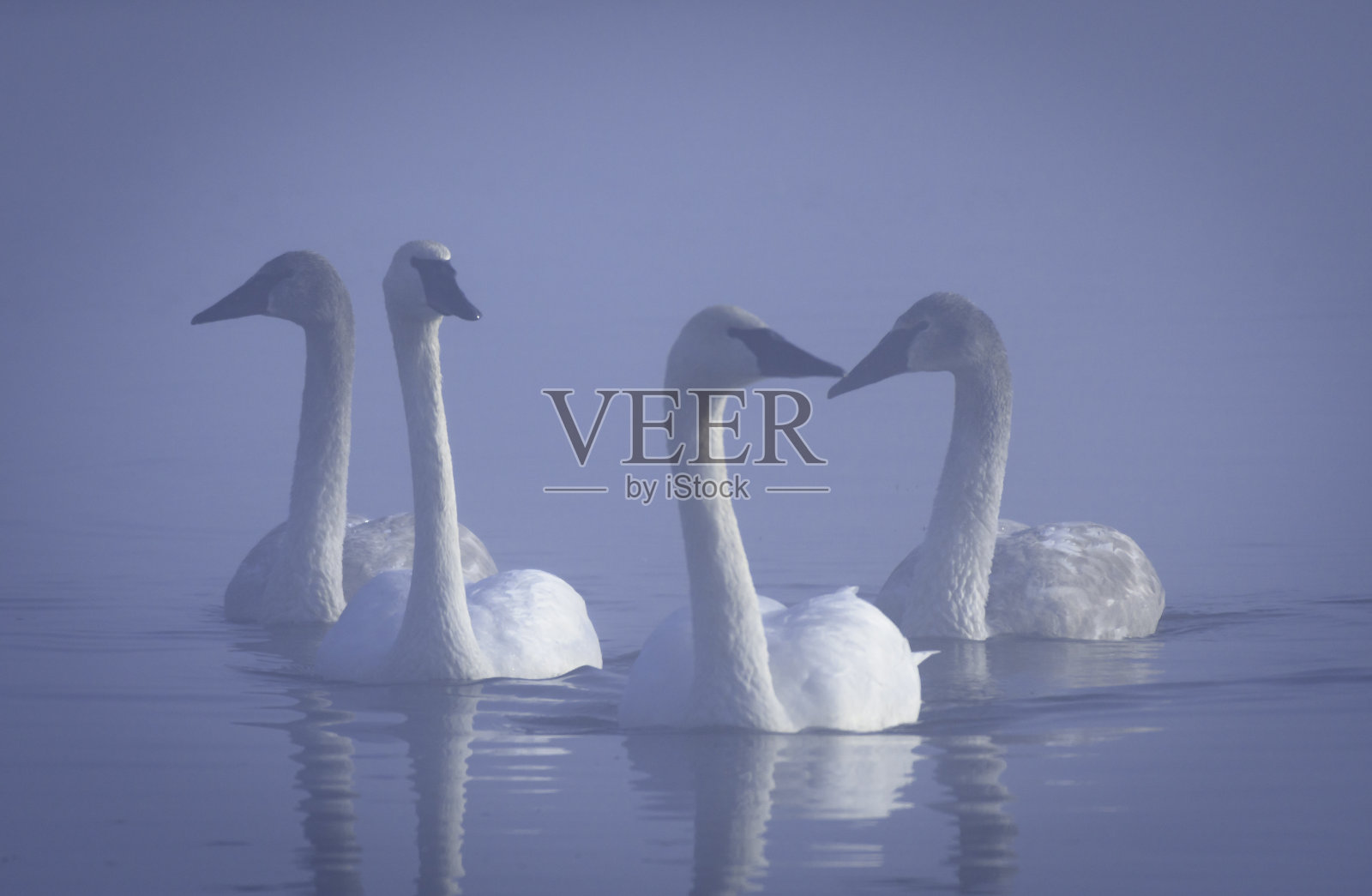 多雾的早晨照片摄影图片