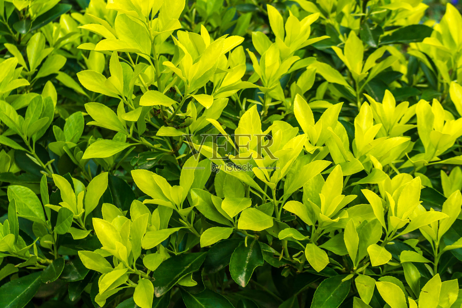 绿色的纹理照片摄影图片