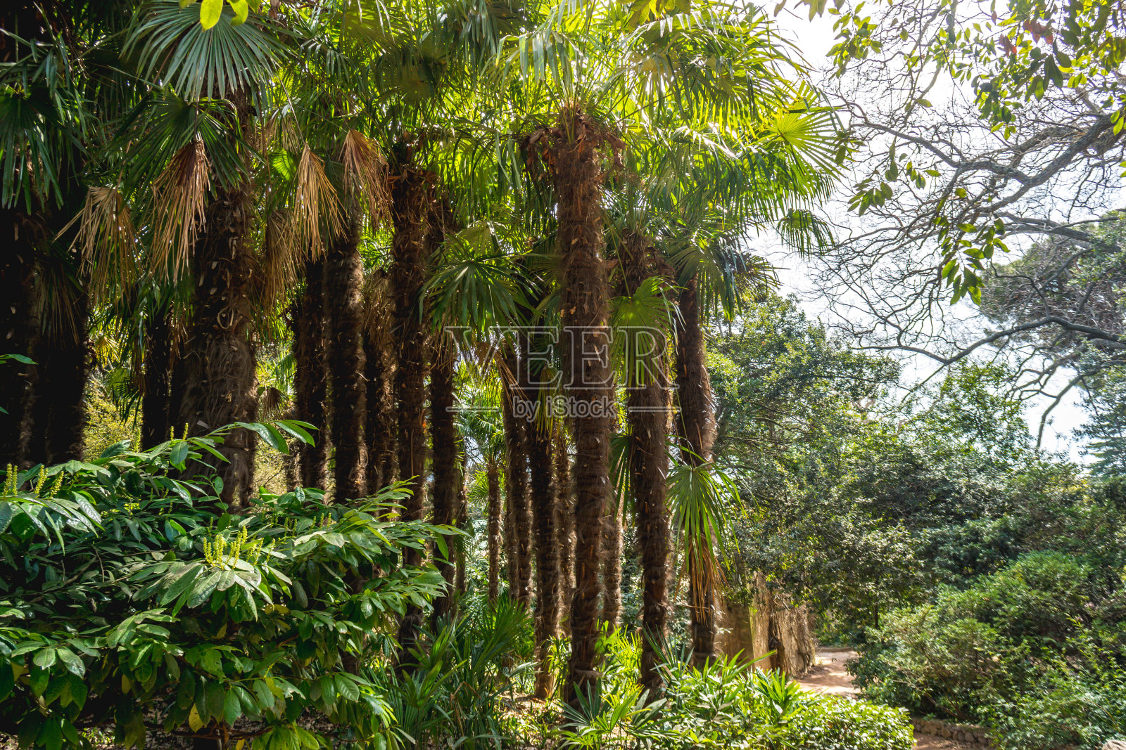 棕榈树林照片摄影图片