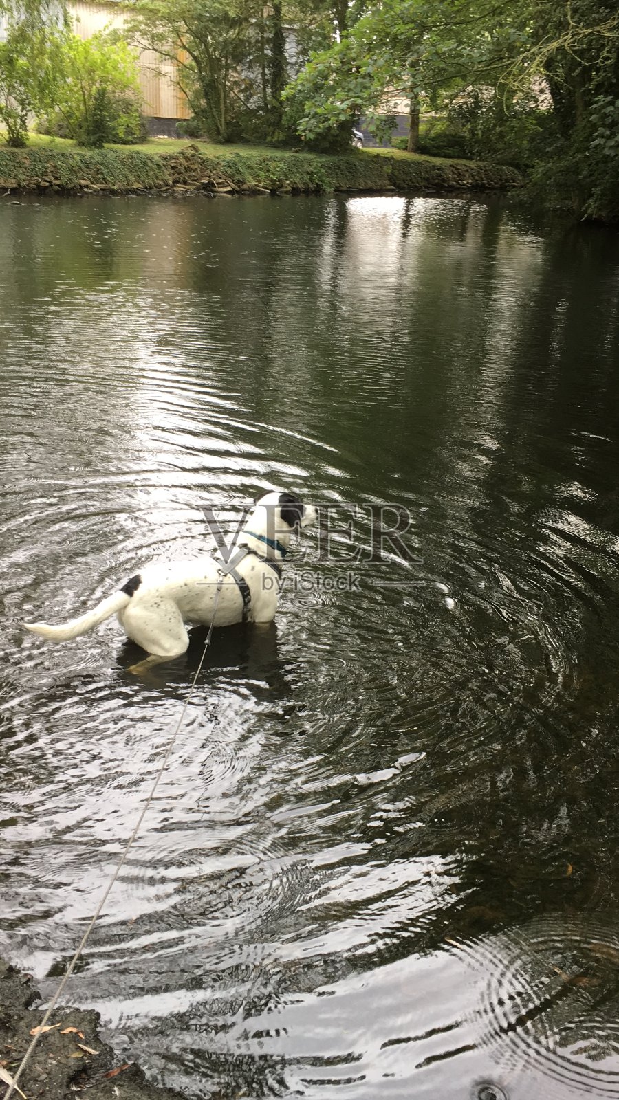 狗高级动物，生活中的一天系列，衰老的过程，宠物，可爱，爱的情感，幸福的高级狗照片摄影图片