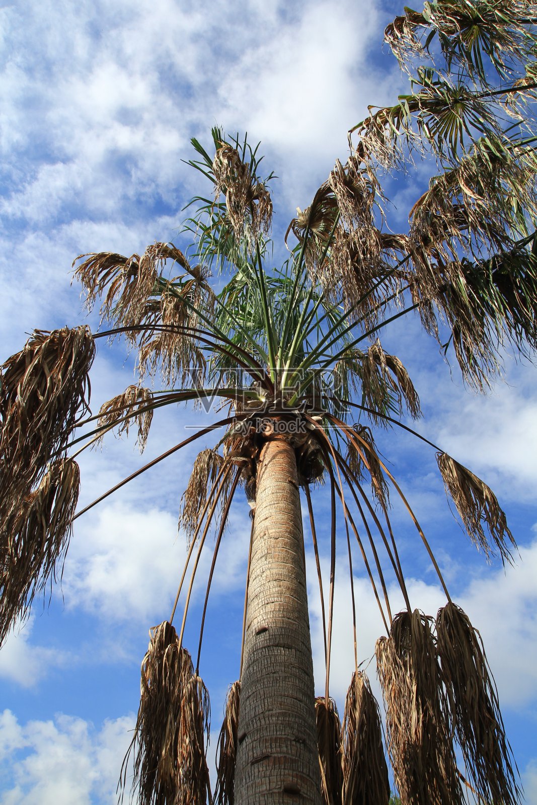 棕榈树和天空照片摄影图片