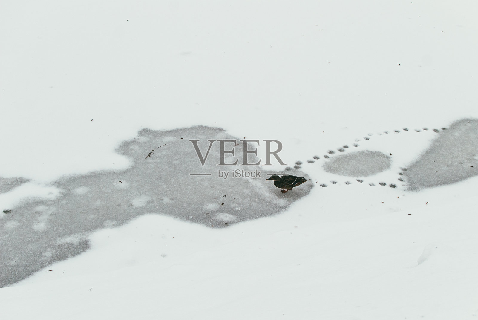 一只孤独的鸭子走过一个结冰的池塘，留下了脚印。孤独和被遗弃的概念照片摄影图片