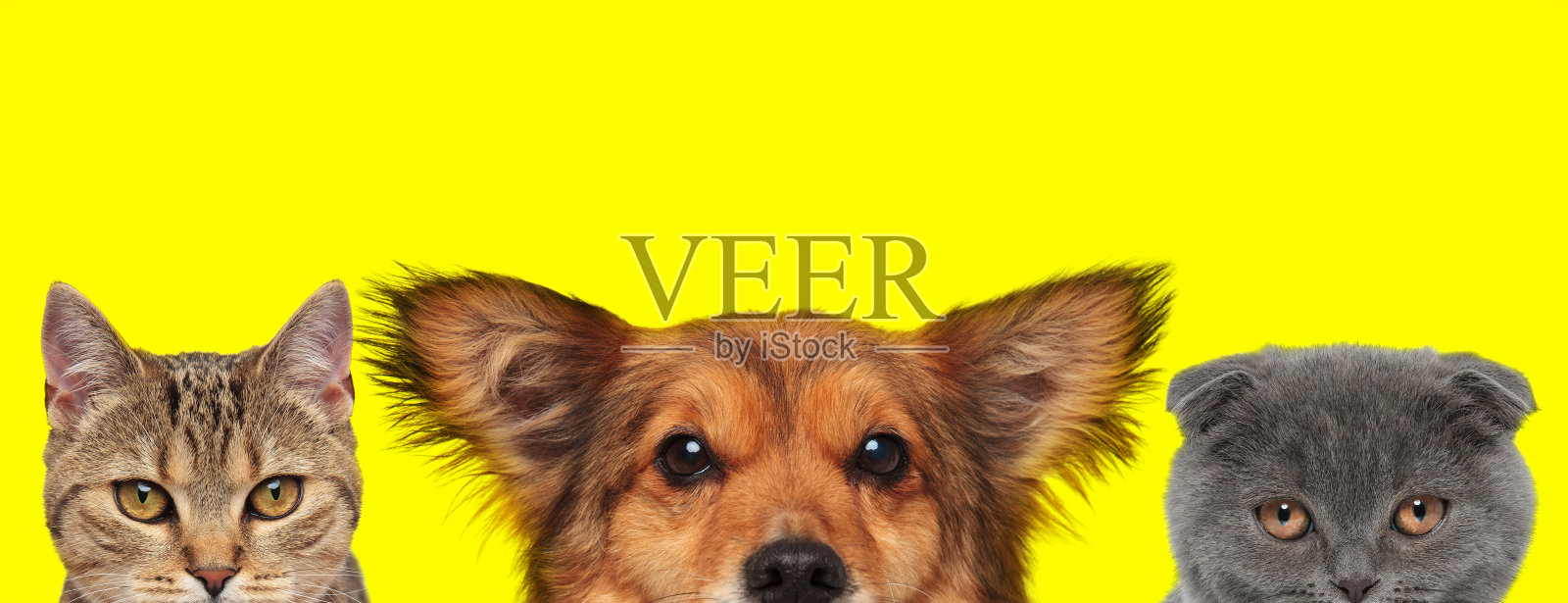 3只动物站在一起，向前看照片摄影图片