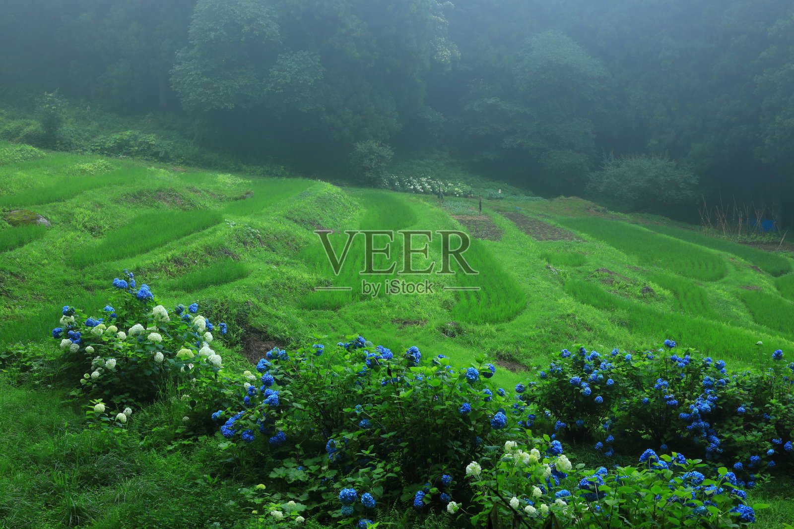 绣球花盛开在森林里照片摄影图片