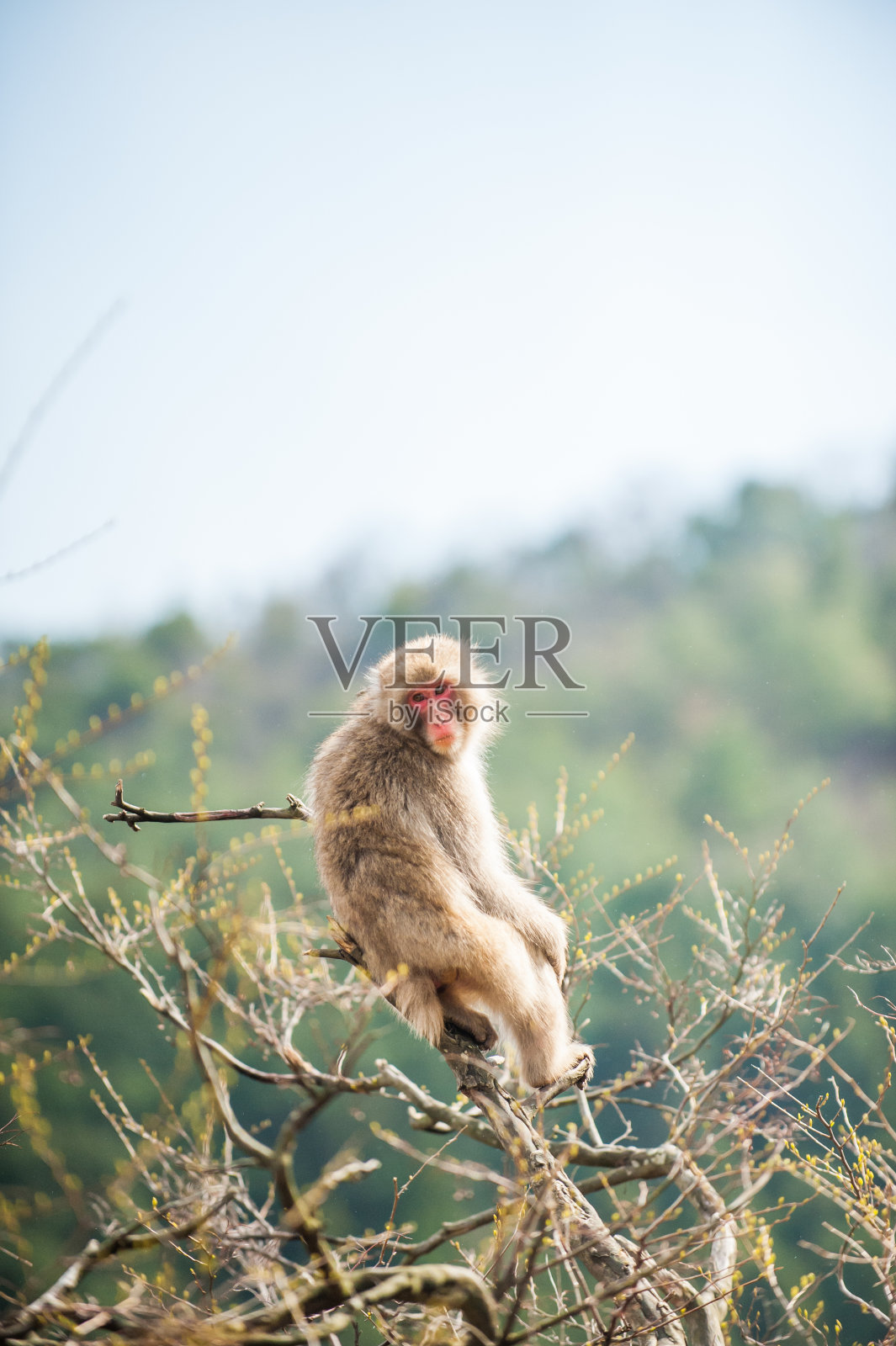 树上的日本猴子(日本猕猴)照片摄影图片