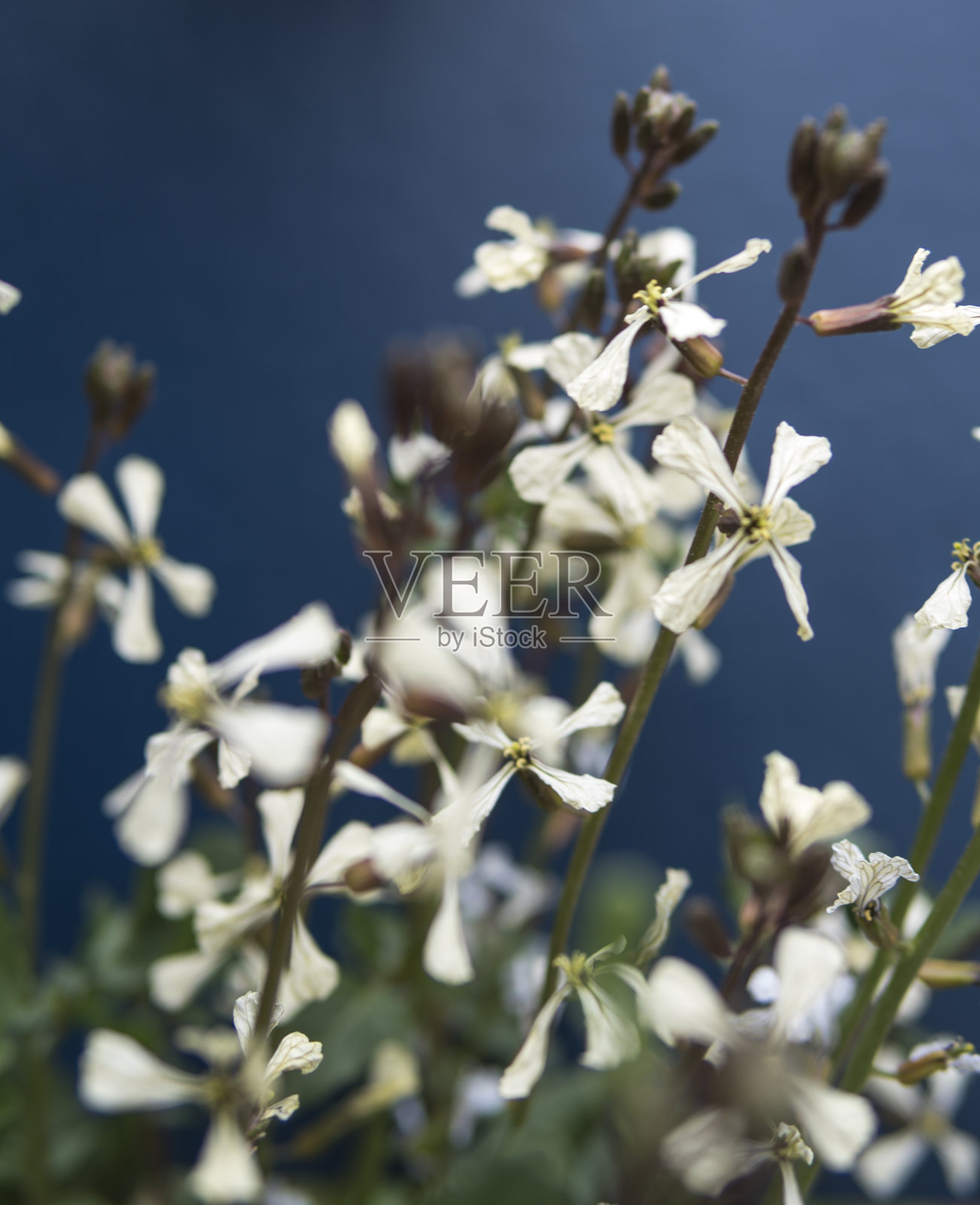小白芝麻花照片摄影图片
