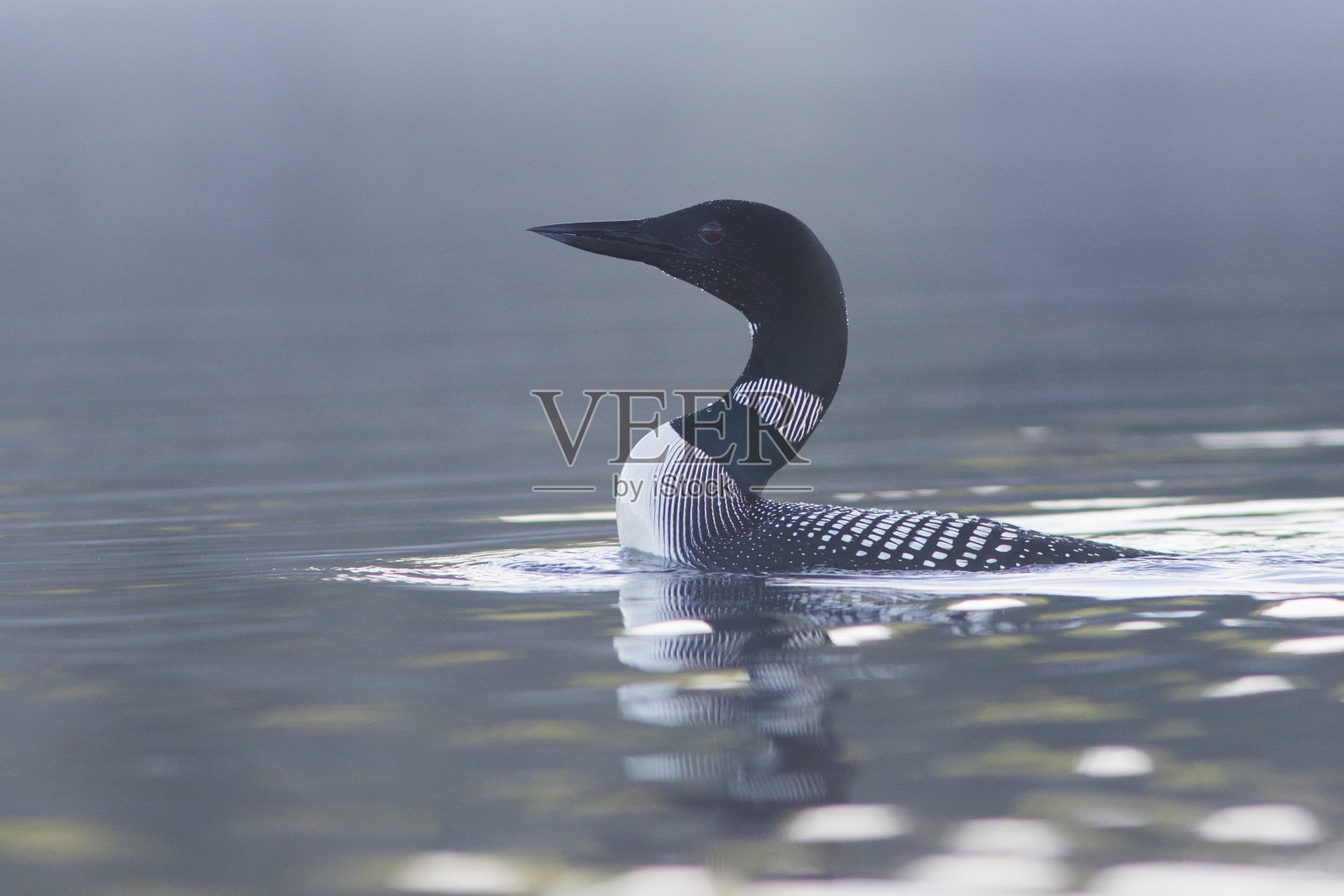 夏季常见潜鸟照片摄影图片