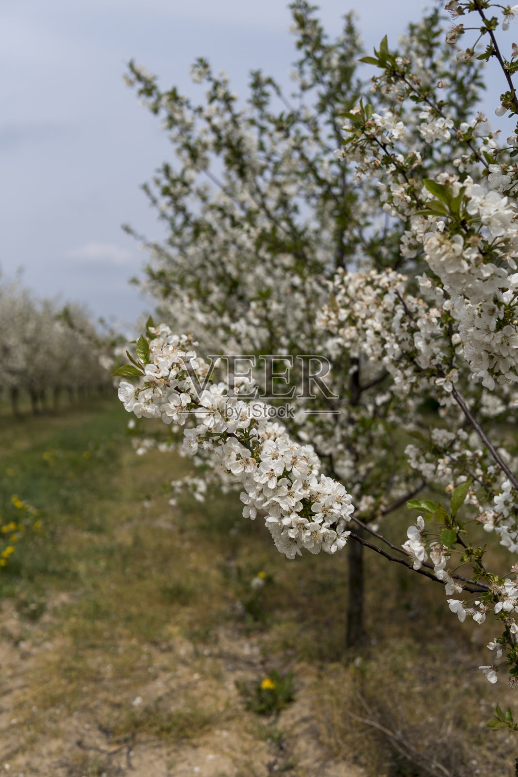 在早春的苹果园照片摄影图片