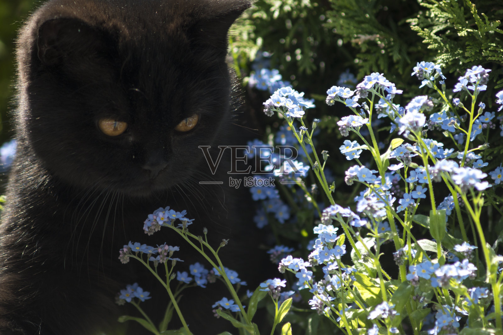 英国短毛黑猫照片摄影图片