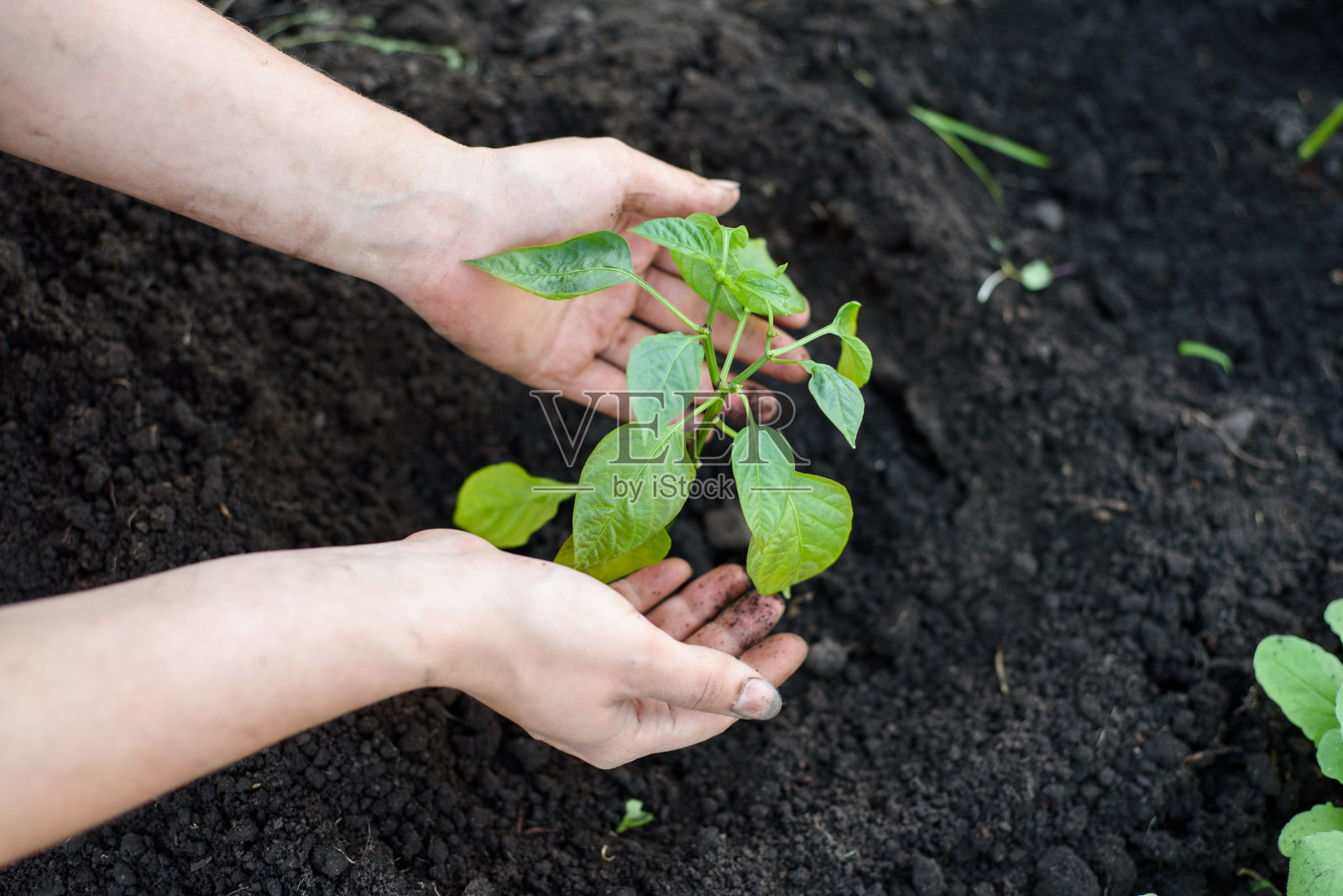 辣椒苗种在地里。关心植物照片摄影图片