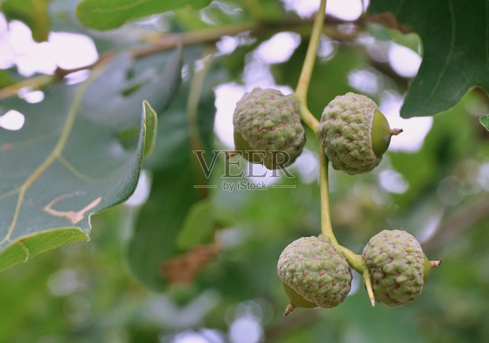 绿色橡子照片摄影图片